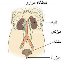 Urinary tract